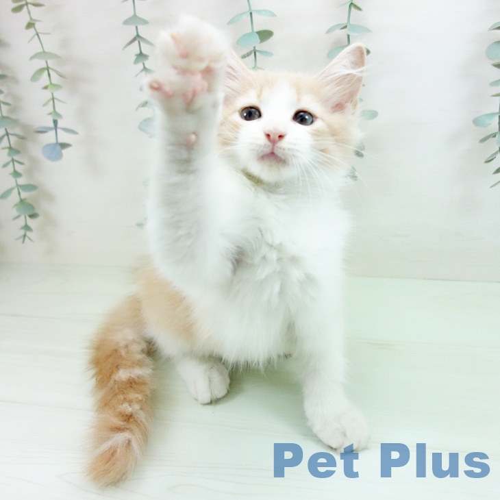 ノルウェージャンフォレストキャットの写真2