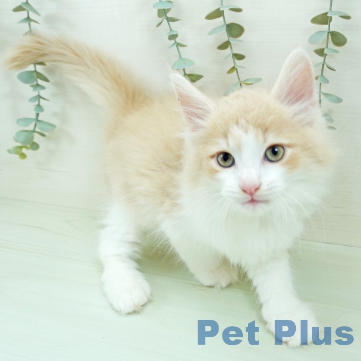 ノルウェージャンフォレストキャットの写真2