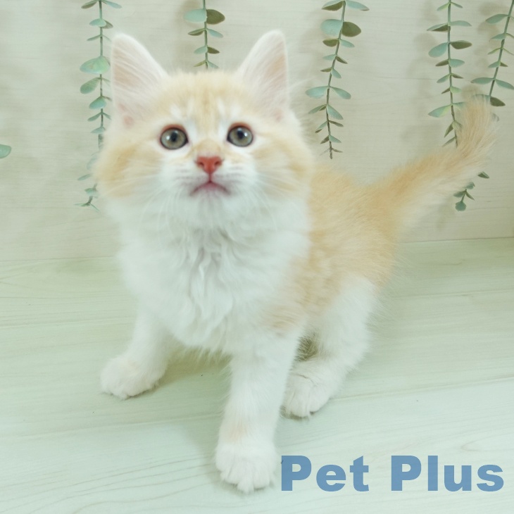 ノルウェージャンフォレストキャット