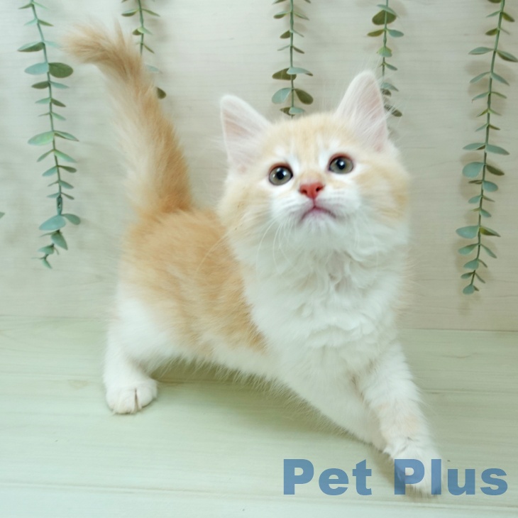 ノルウェージャンフォレストキャットの写真2
