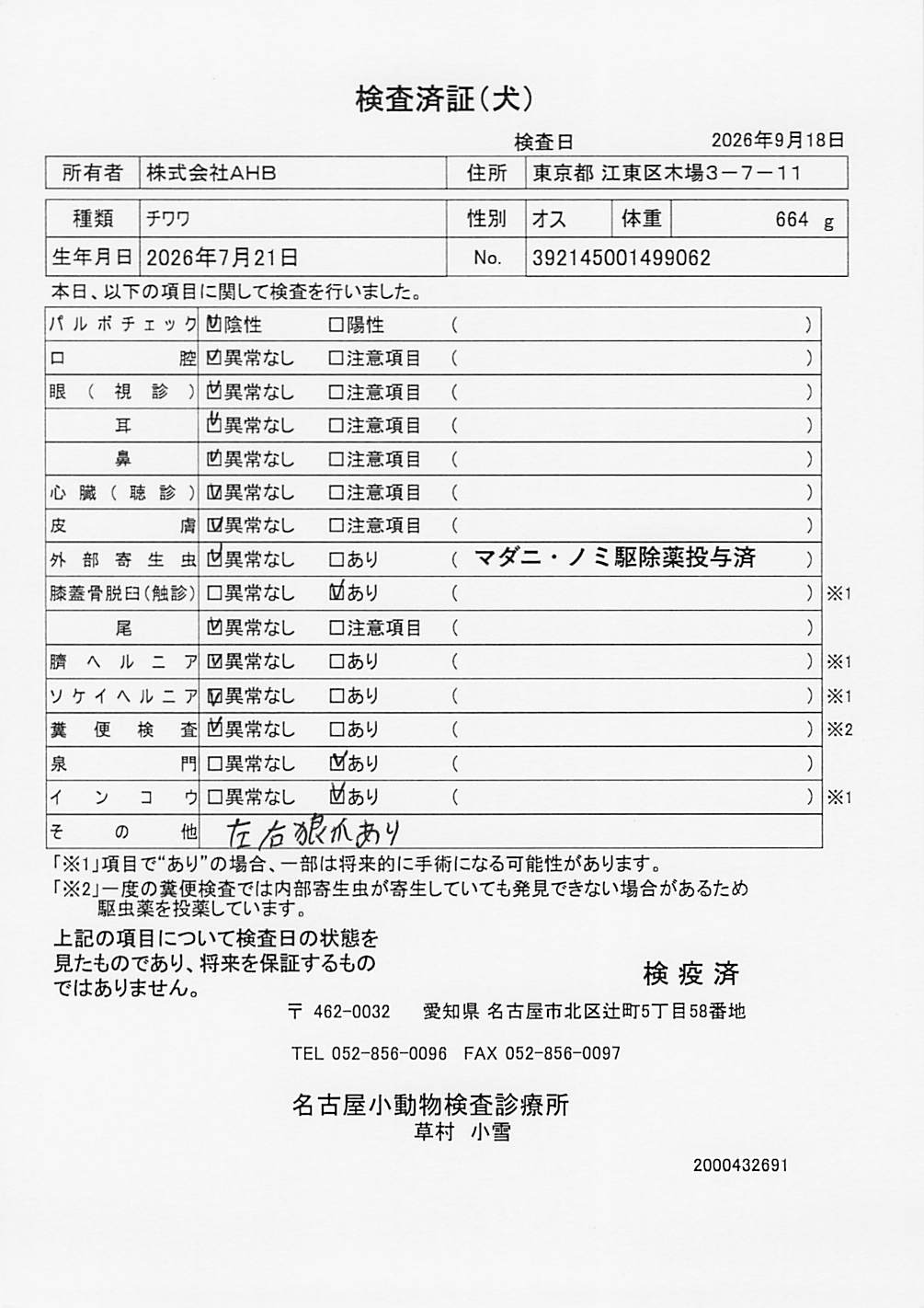 チワワ