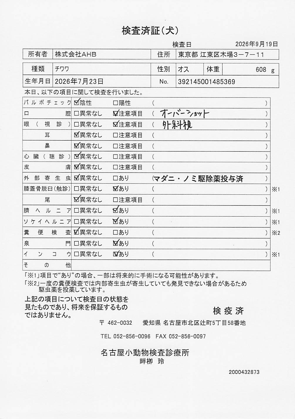 チワワ