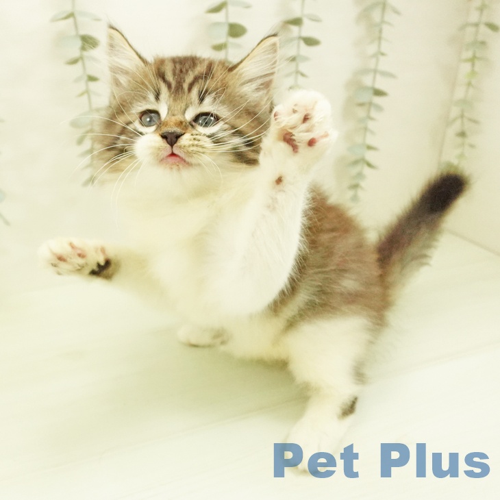 ノルウェージャンフォレストキャットの写真2