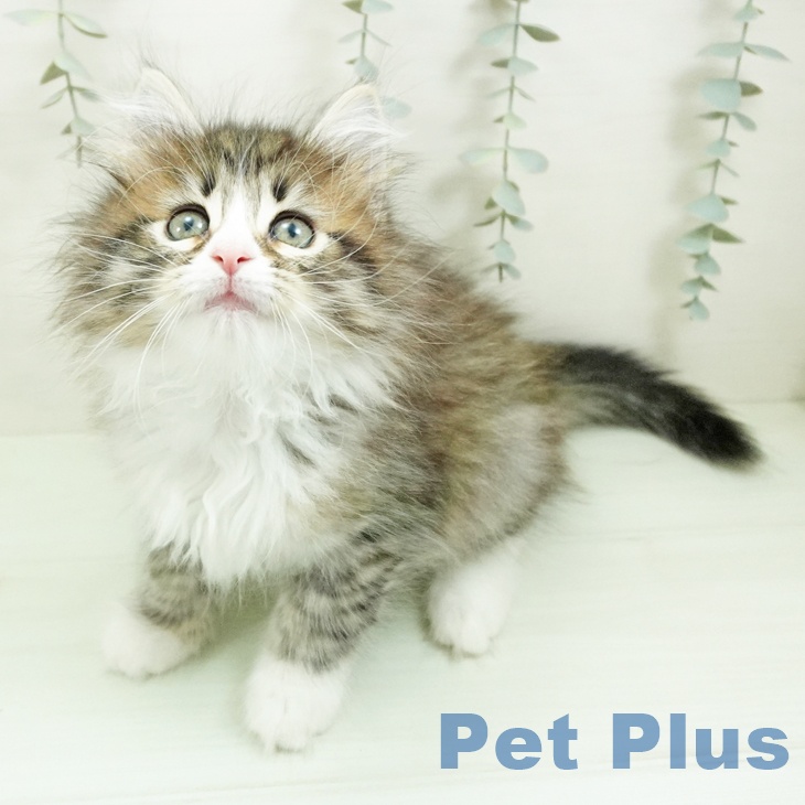 ノルウェージャンフォレストキャットの写真2