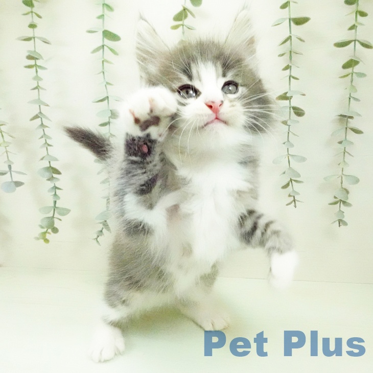 ノルウェージャンフォレストキャットの写真2