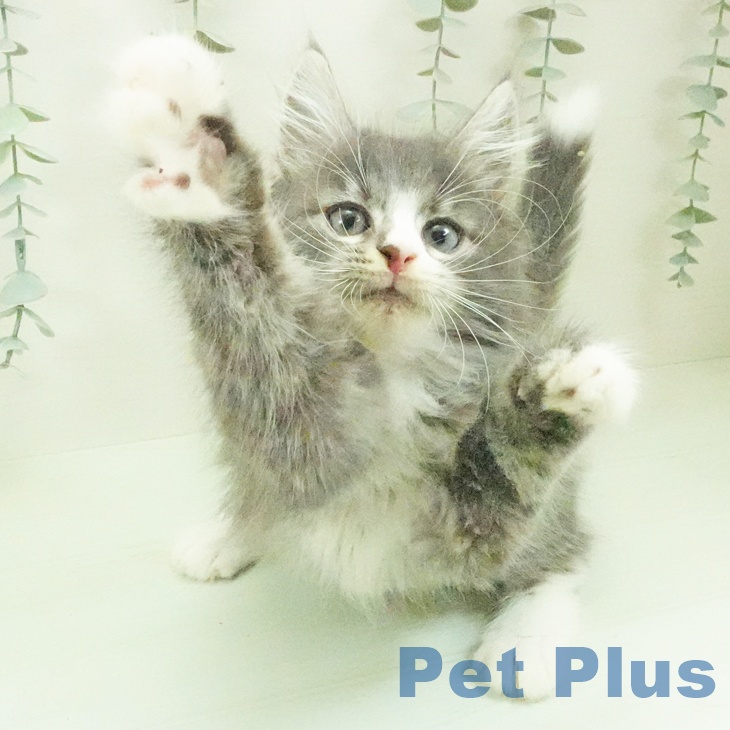 ノルウェージャンフォレストキャットの写真2