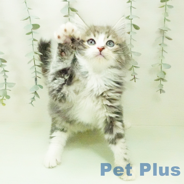 ノルウェージャンフォレストキャットの写真2