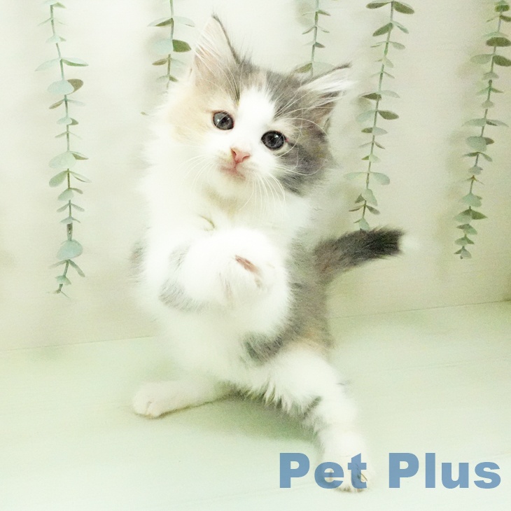 ノルウェージャンフォレストキャットの写真2