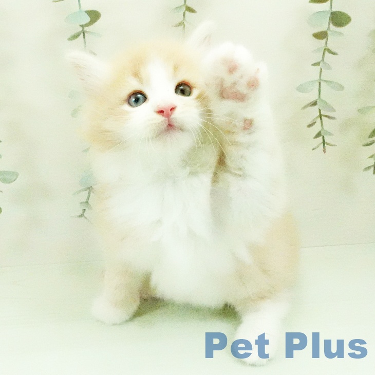ノルウェージャンフォレストキャットの写真2