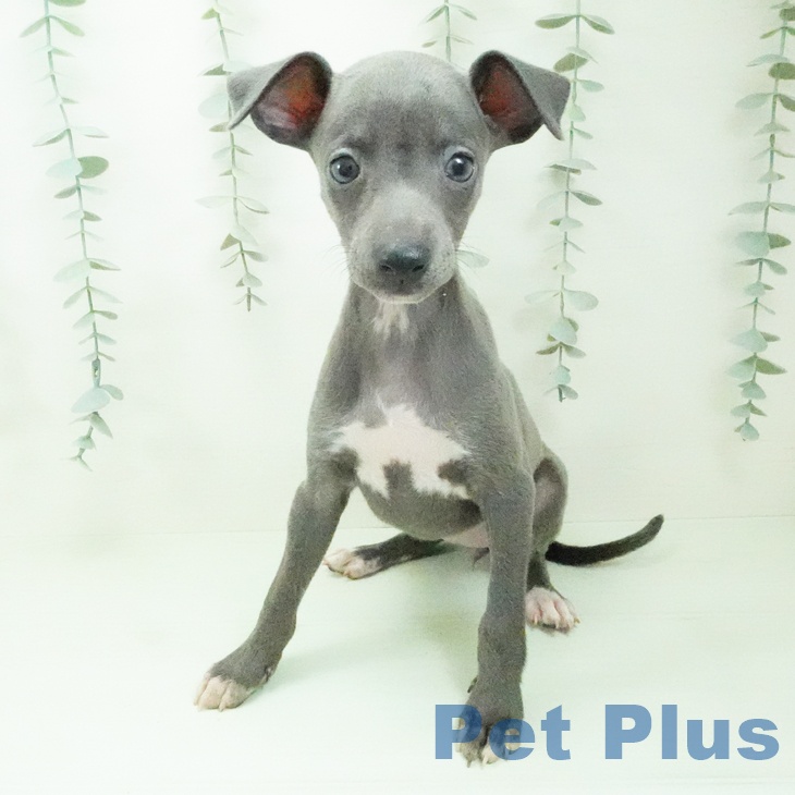 イタリアン・グレーハウンドの写真2