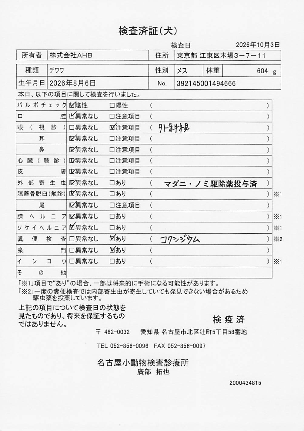 チワワ