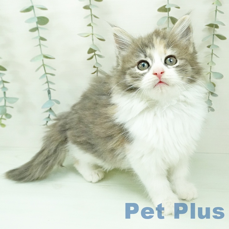 ノルウェージャンフォレストキャット