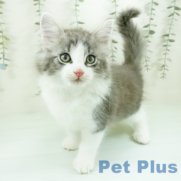 ノルウェージャンフォレストキャットの写真2