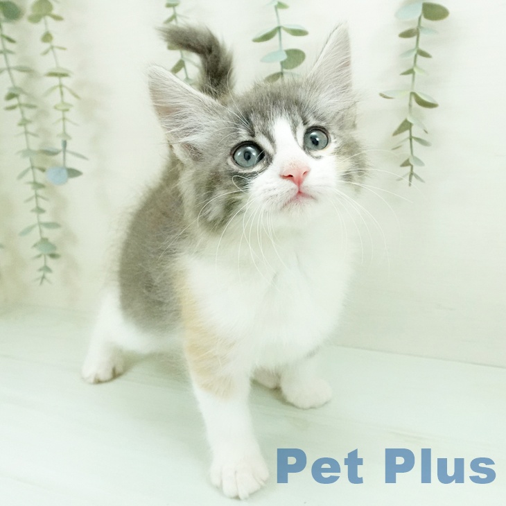 ノルウェージャンフォレストキャットの写真2