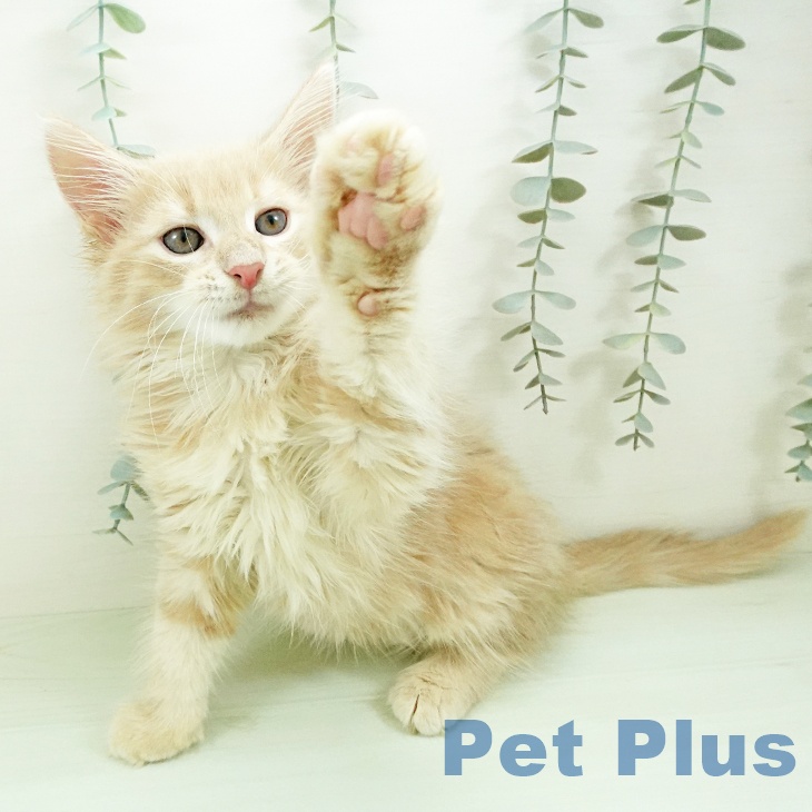 ノルウェージャンフォレストキャットの写真2