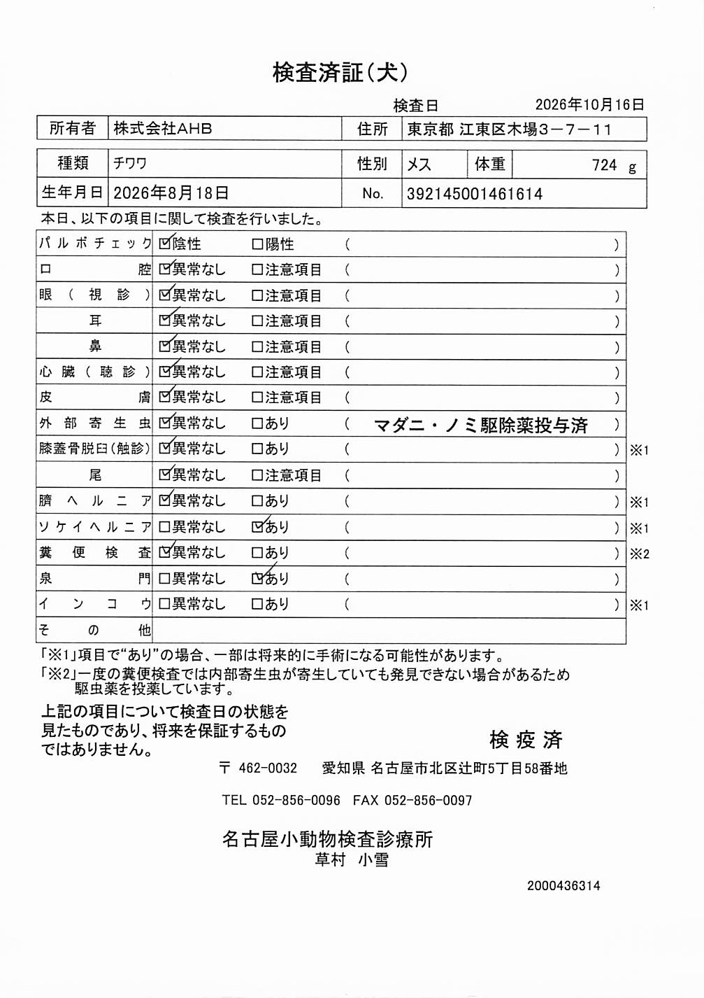 チワワ