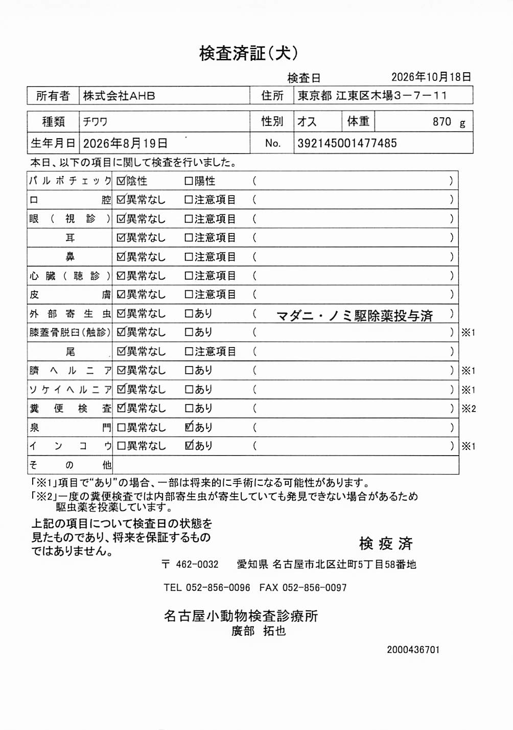 チワワ