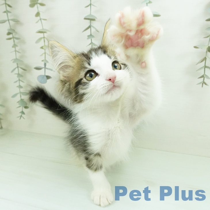 ノルウェージャンフォレストキャットの写真2