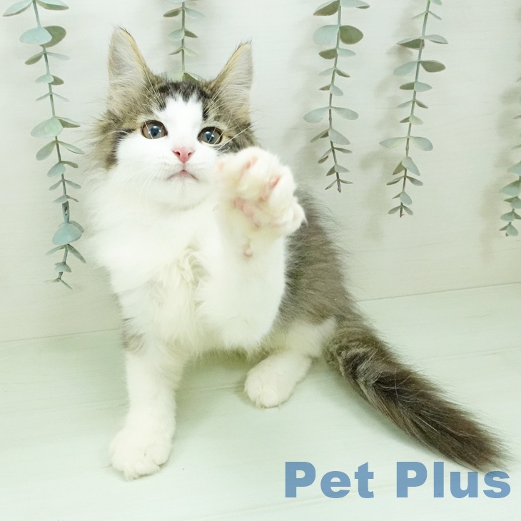 ノルウェージャンフォレストキャットの写真2