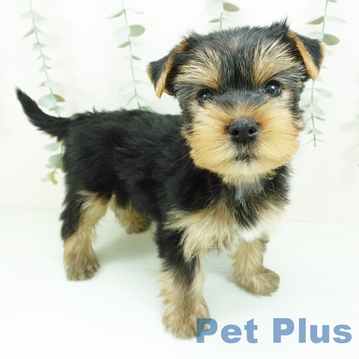 ヨークシャー・テリアの写真2
