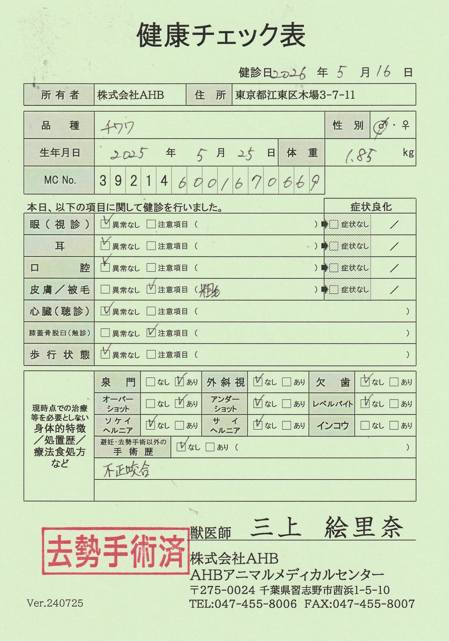 チワワ