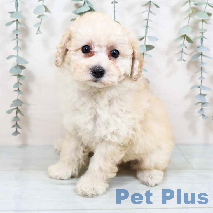 トイ・プードル