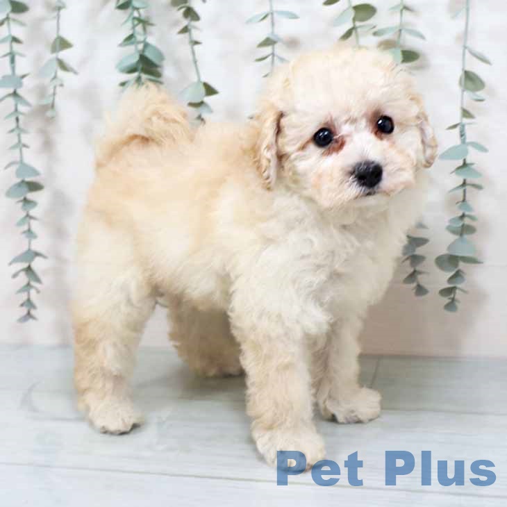 トイ・プードルの写真2