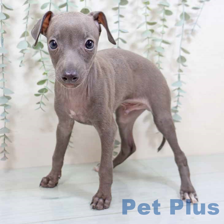 イタリアン・グレーハウンド