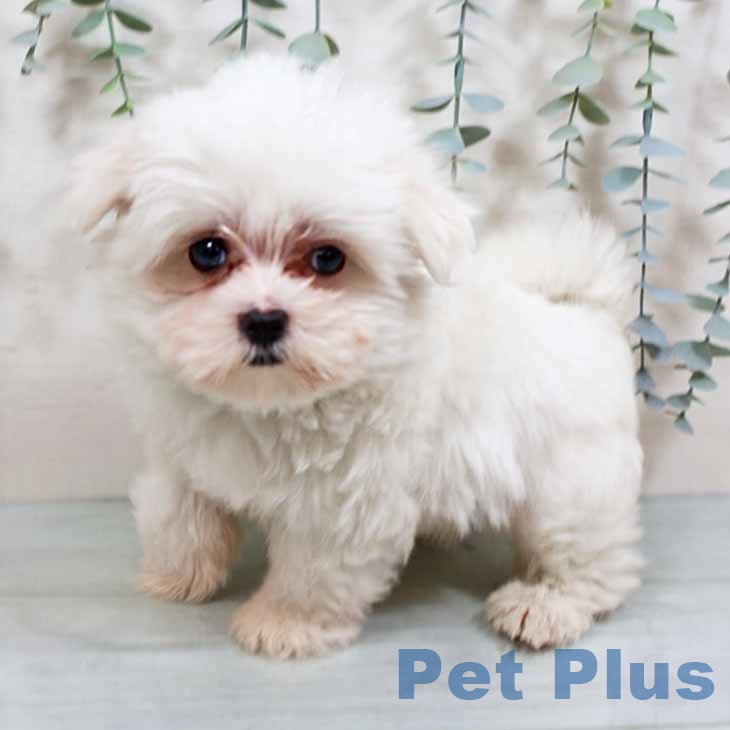 マルチーズの写真2