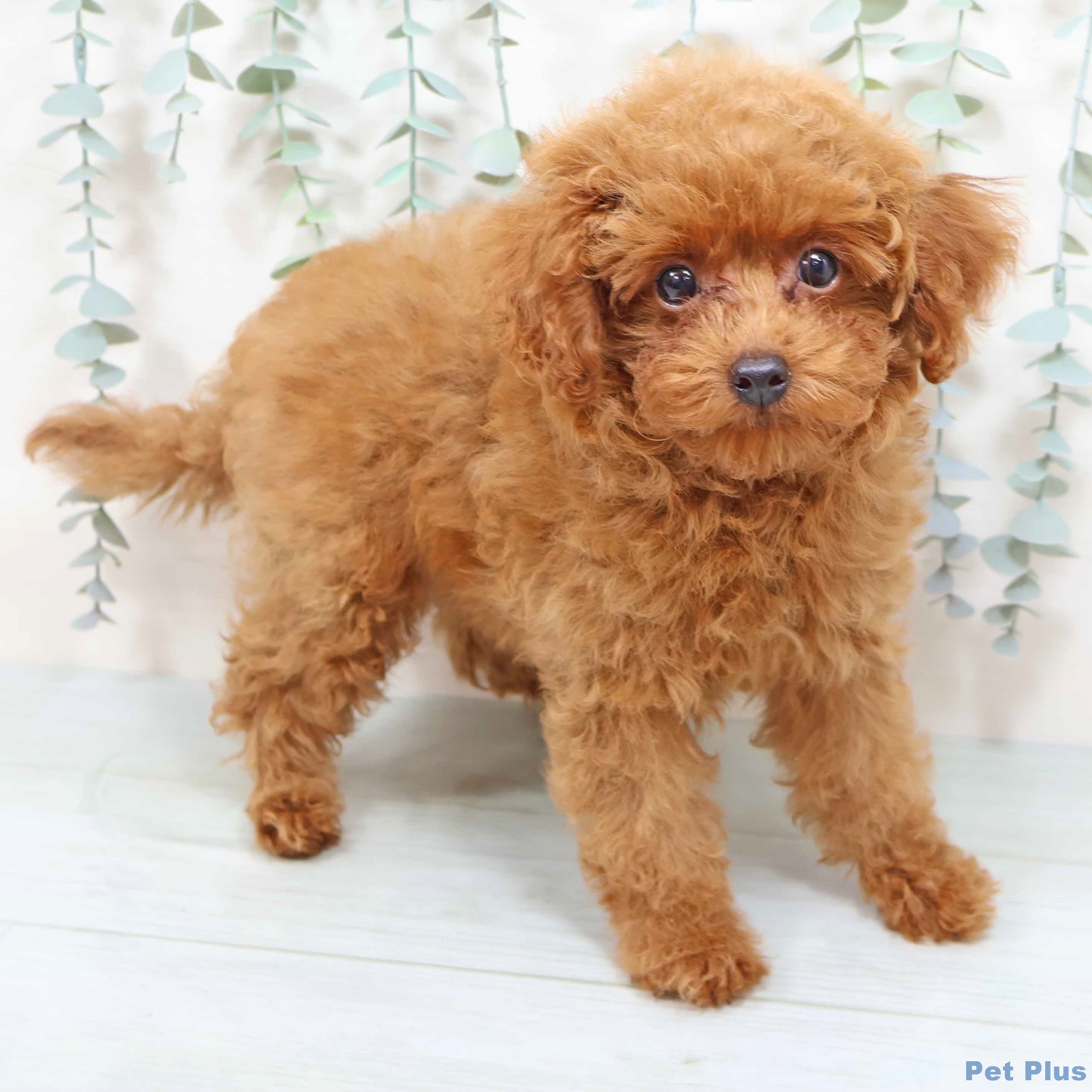 トイ・プードル