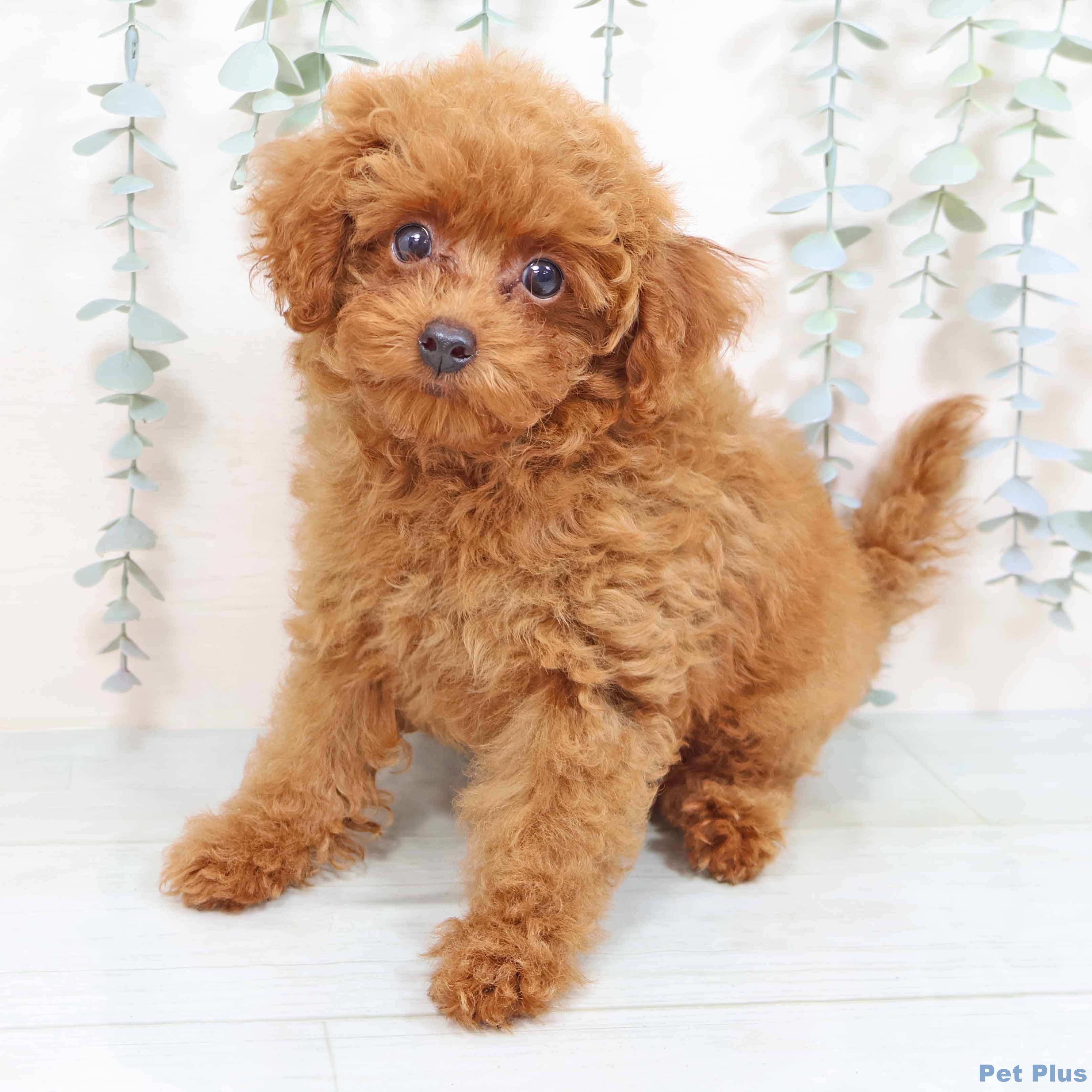 トイ・プードルの写真2