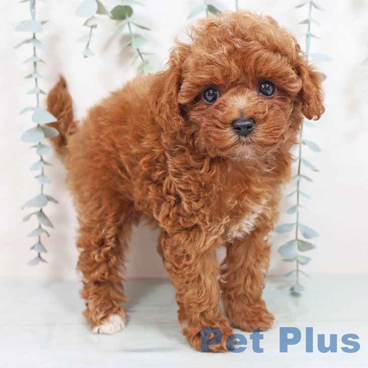 トイ・プードル