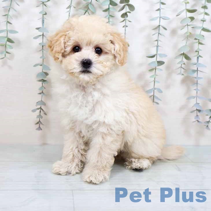 トイ・プードル