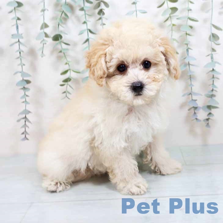 トイ・プードルの写真2