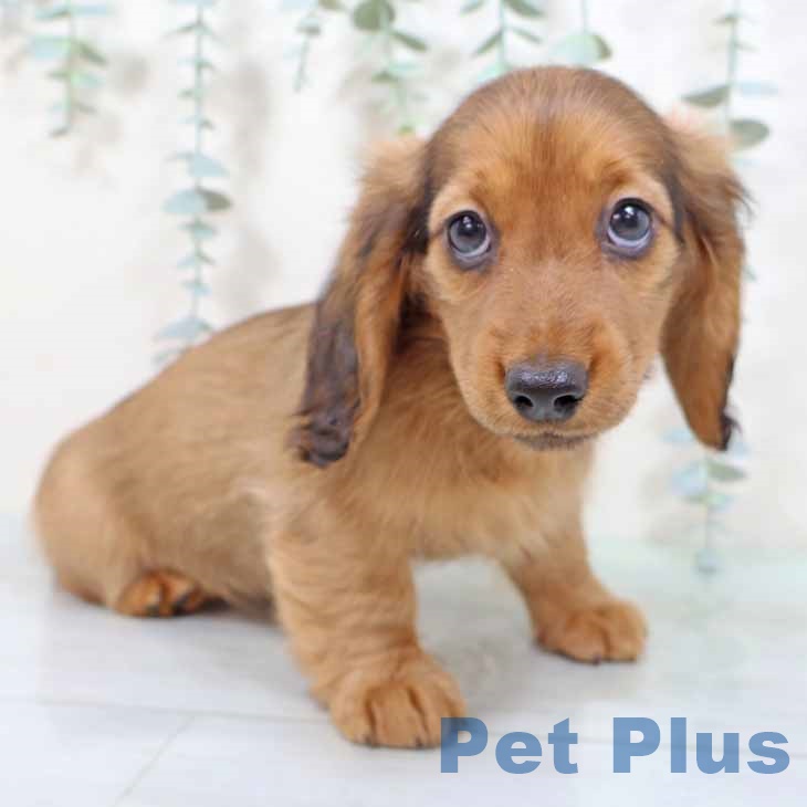 ミニチュア・ダックスフンド