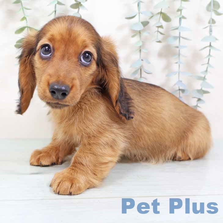 ミニチュア・ダックスフンドの写真2