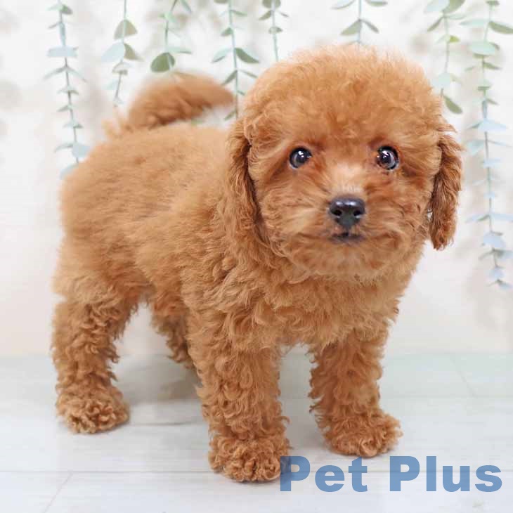 トイ・プードル