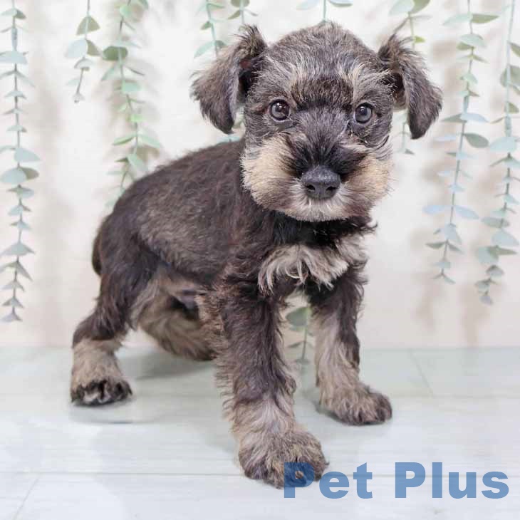 ミニチュア・シュナウザー