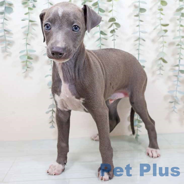 イタリアン・グレーハウンドの写真2