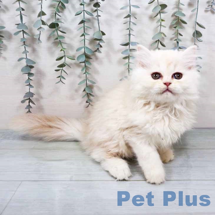 ラガマフィンの写真2