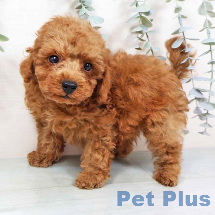 トイ・プードル