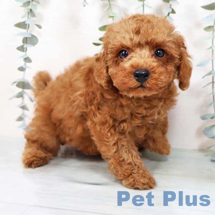 トイ・プードルの写真2