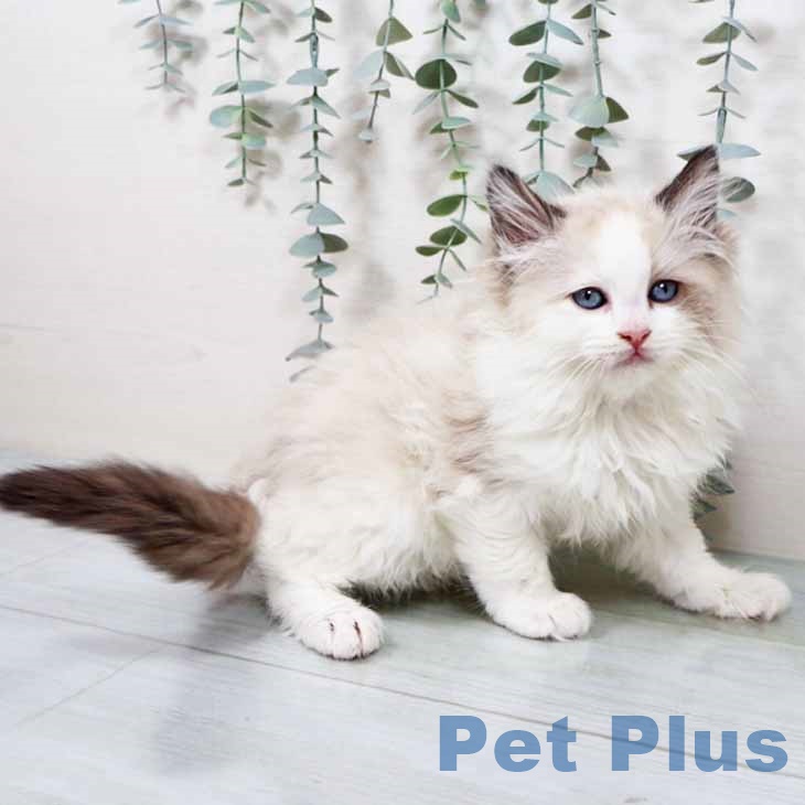 ラグドールの写真2