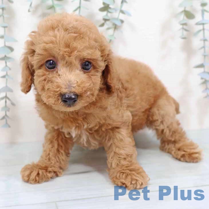 トイ・プードル