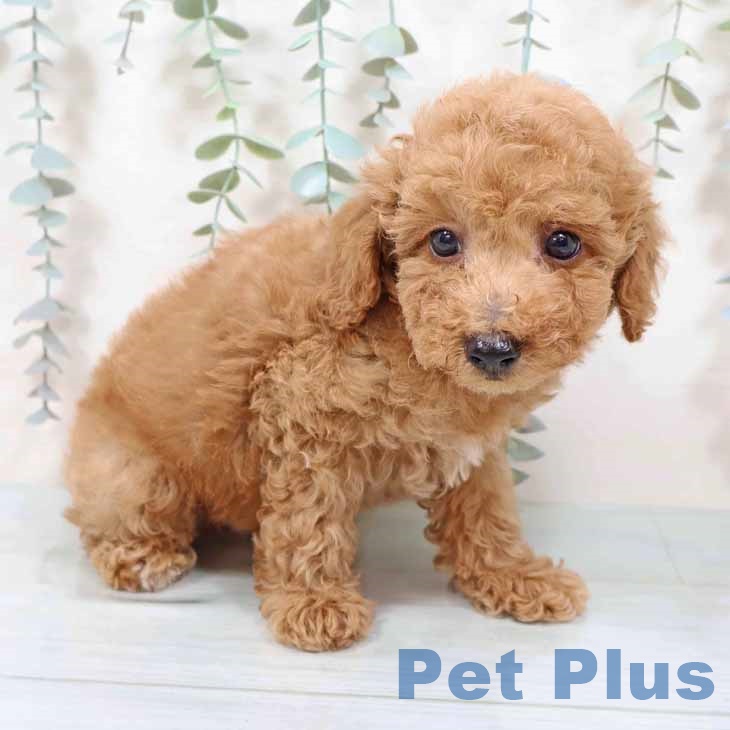 トイ・プードル