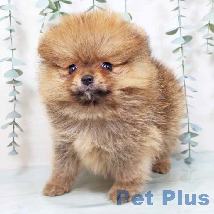 ポメラニアンの写真2