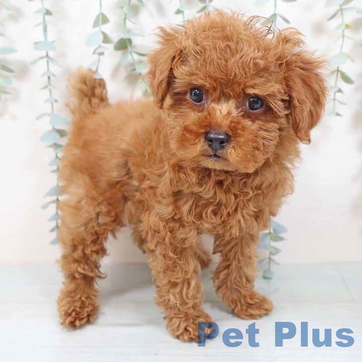 トイ・プードル