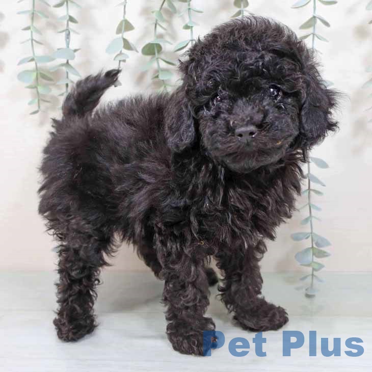 トイ・プードル