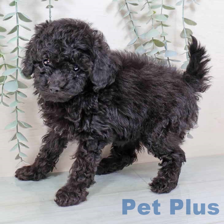 トイ・プードルの写真2