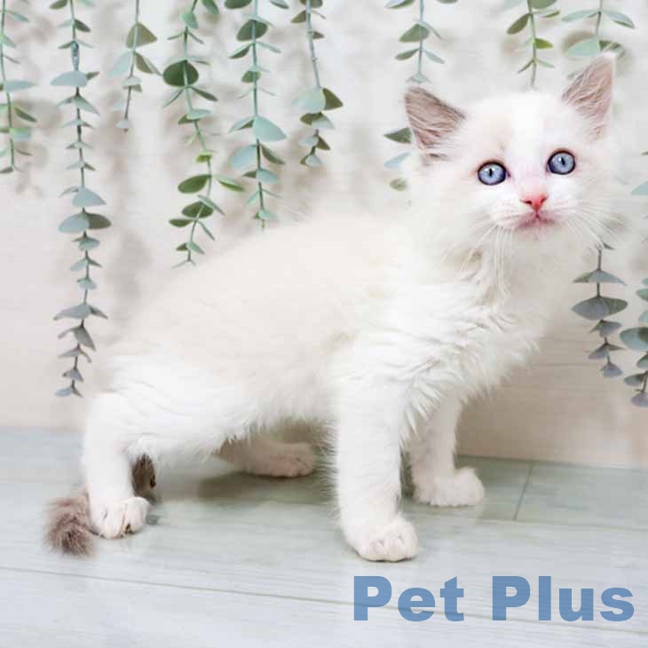 ラグドールの写真2